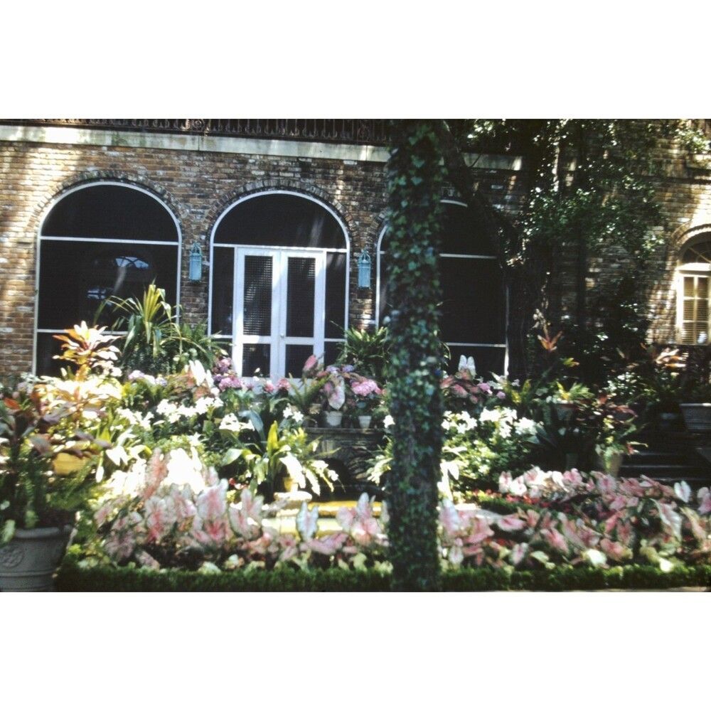 Kodak Slide 1950s Red Border Kodachrome A courtyard garden featuring plants